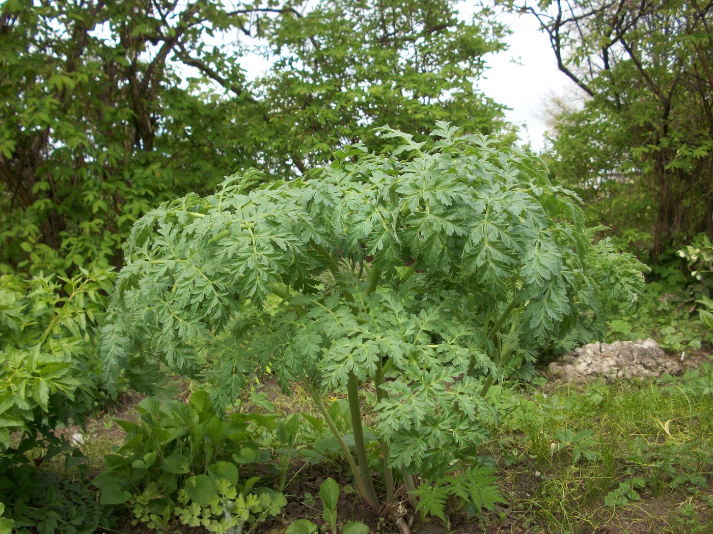 Изображение особи Ferula juniperina.