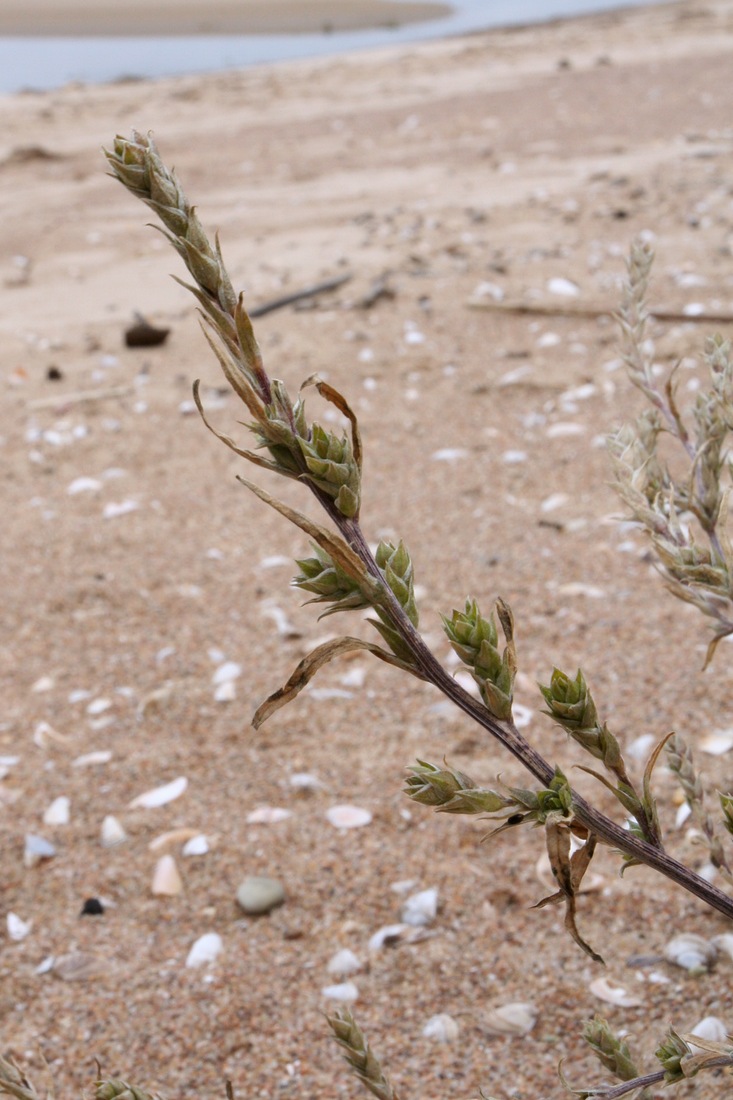 Image of Corispermum leptopterum specimen.