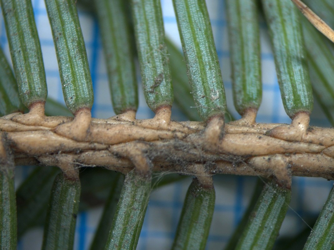 Изображение особи Picea ajanensis.