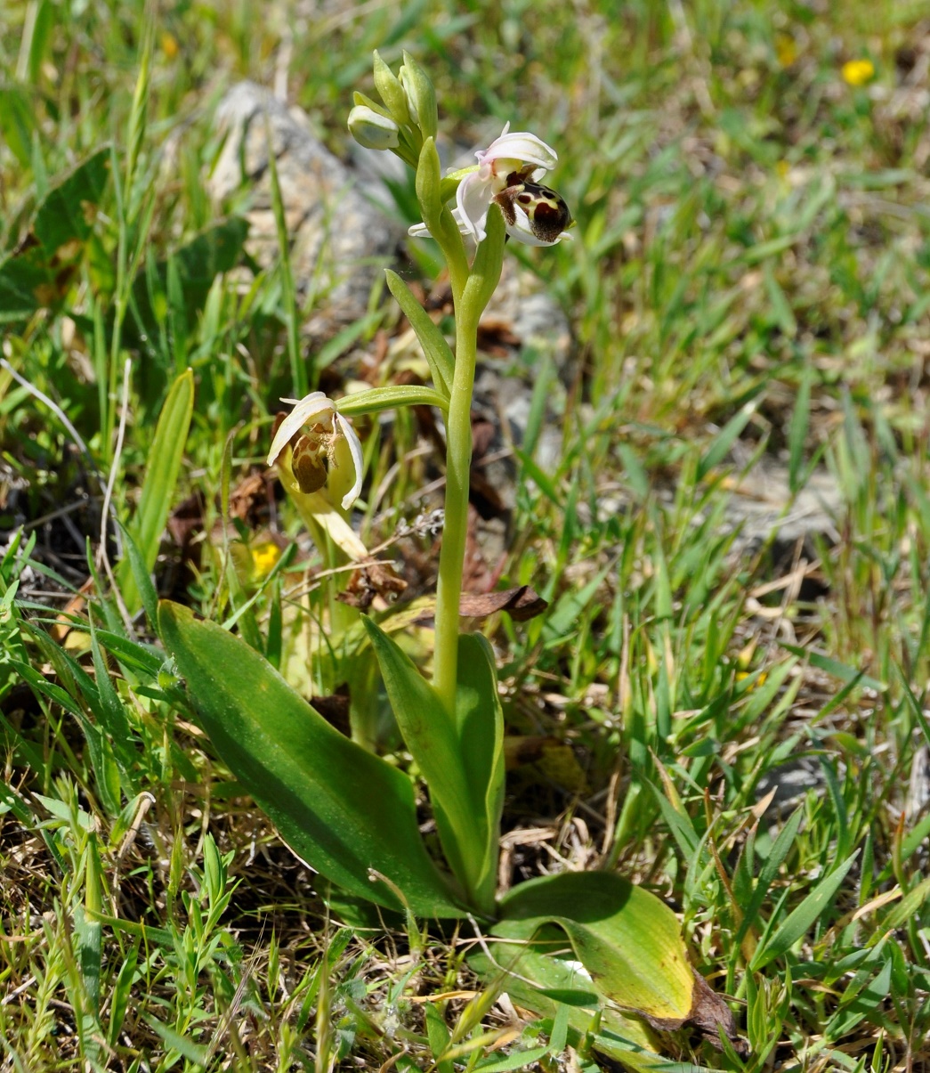 Изображение особи Ophrys umbilicata.