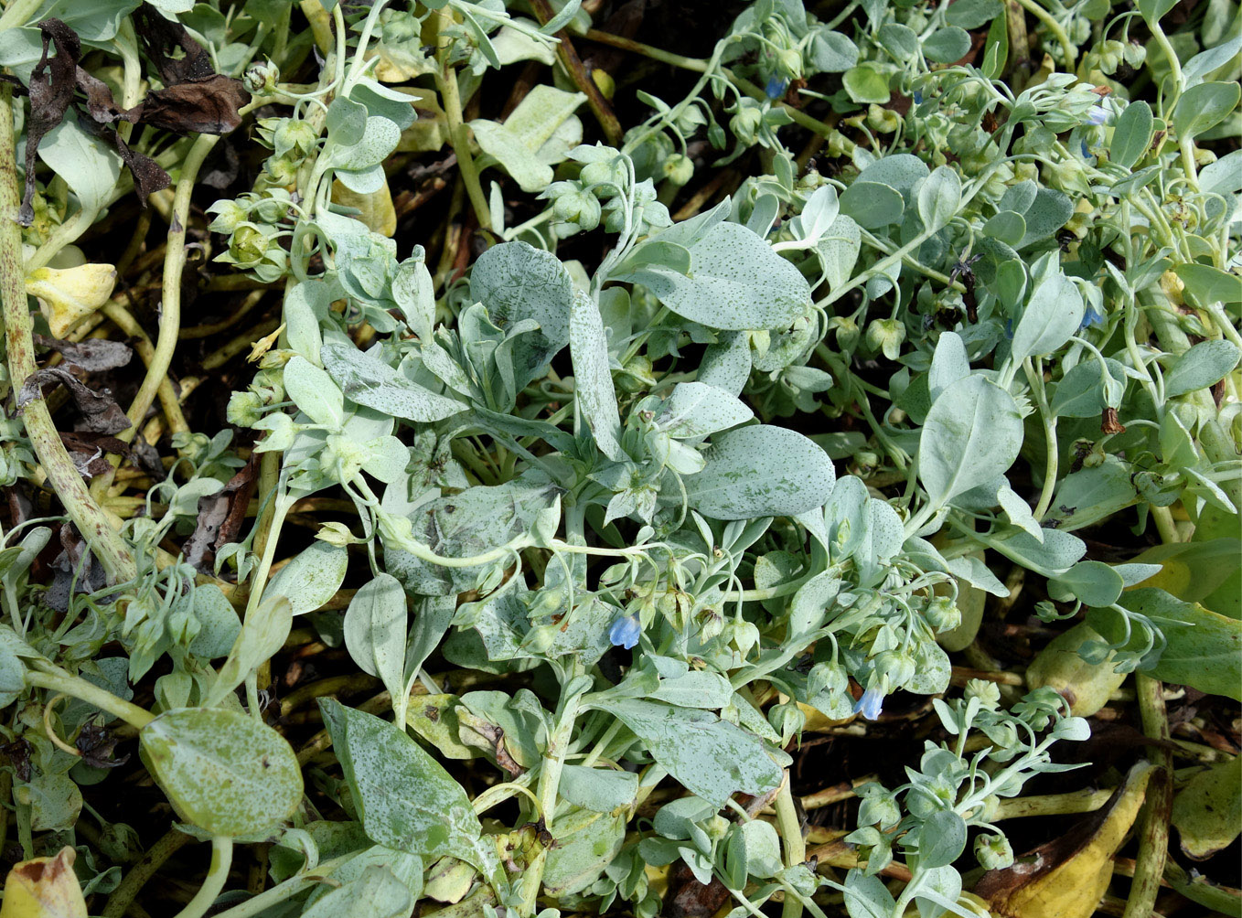 Image of Mertensia maritima specimen.