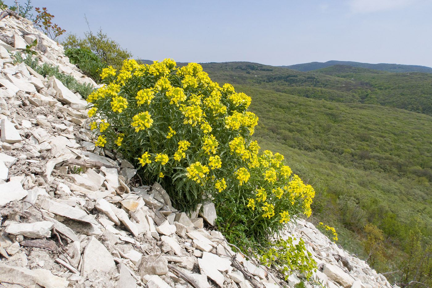 Изображение особи Erysimum callicarpum.