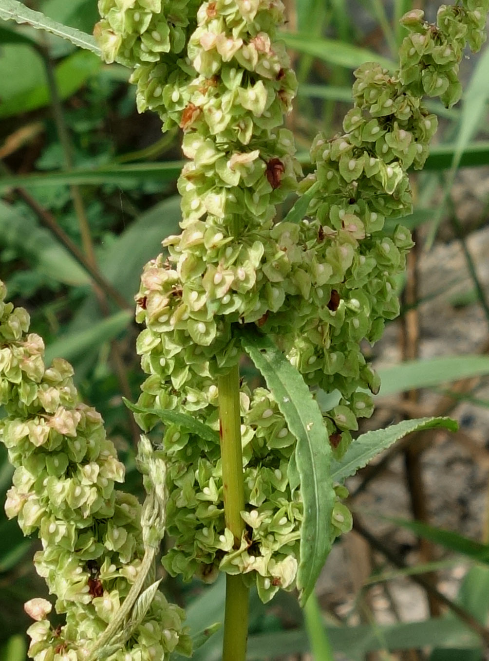 Изображение особи Rumex crispus.