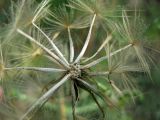 Tragopogon ucrainicus