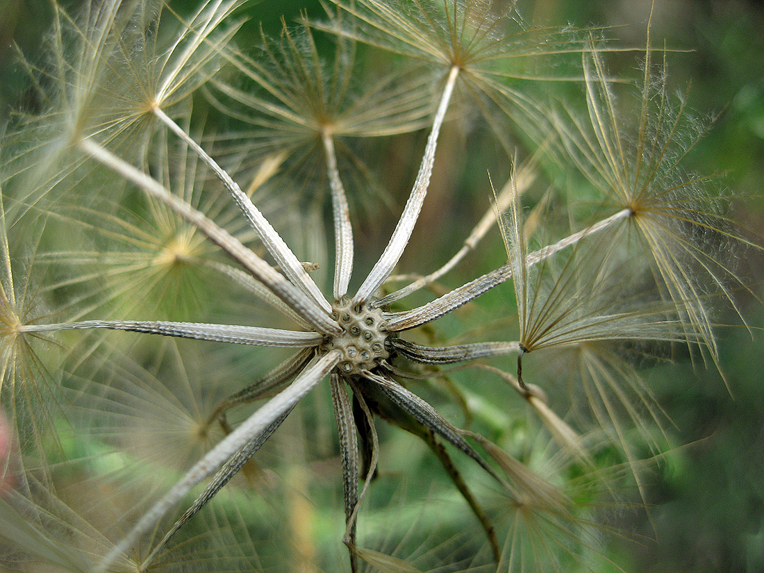 Изображение особи Tragopogon ucrainicus.