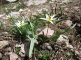Tulipa bifloriformis