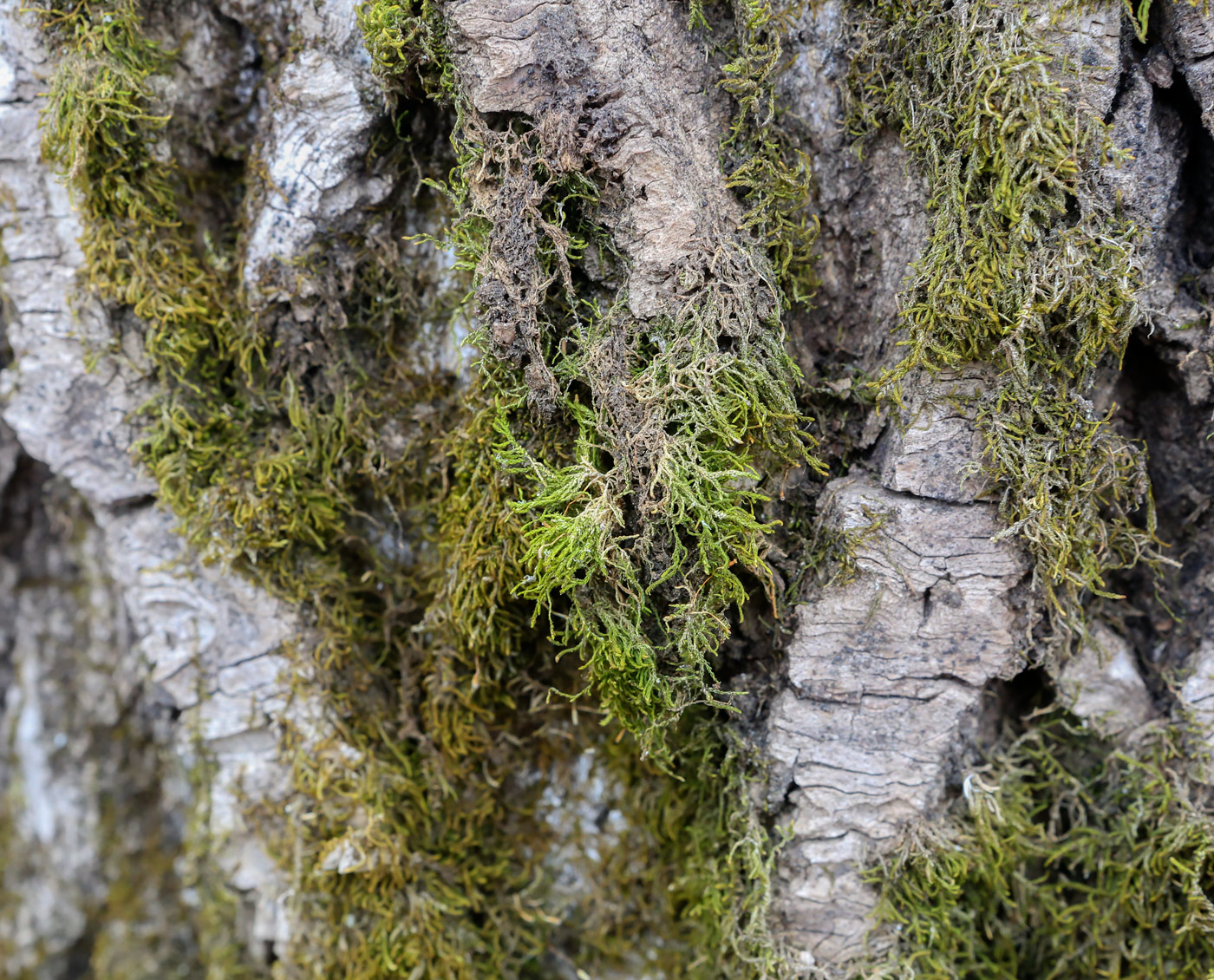 Изображение особи класс Bryopsida.