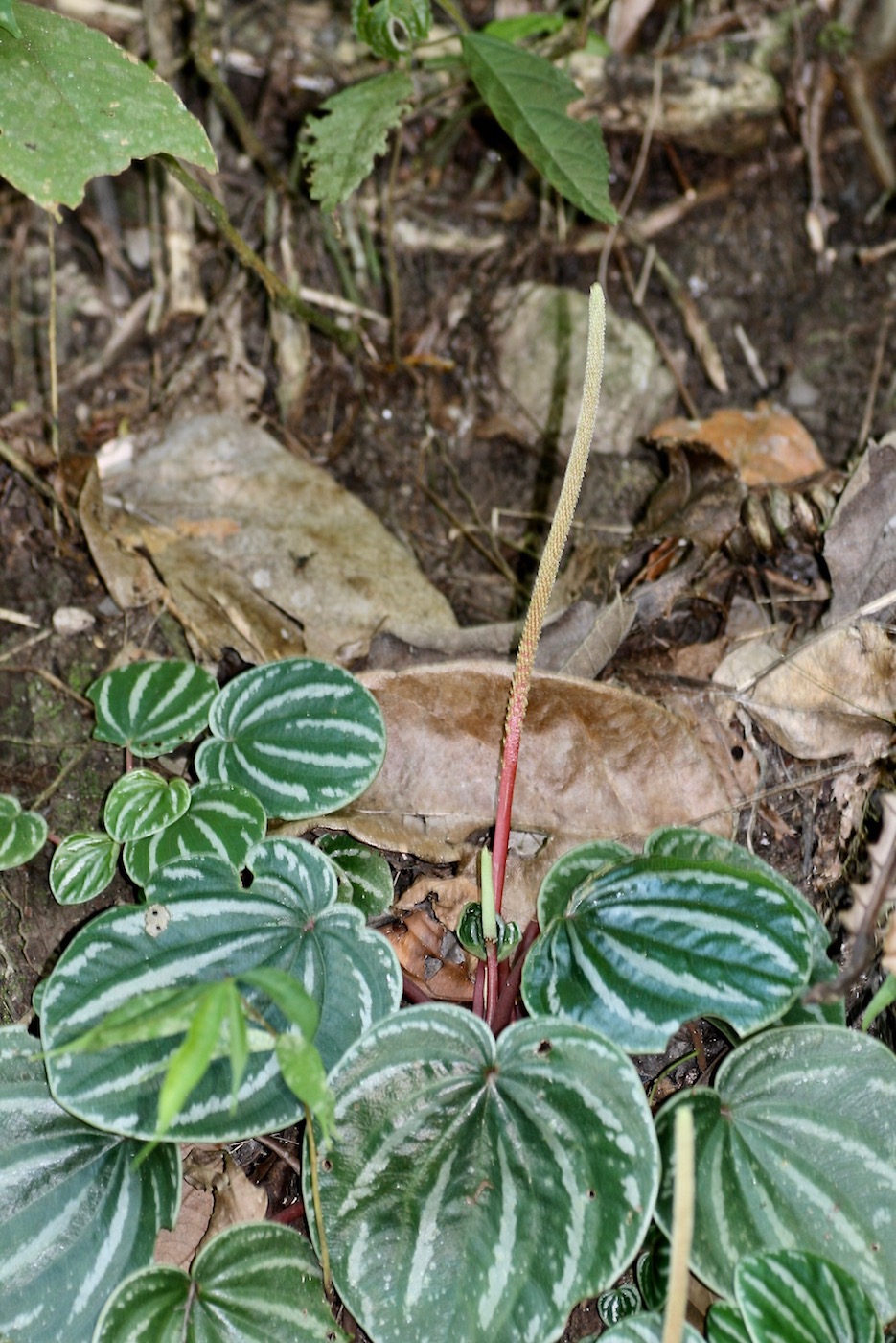 Image of Peperomia areolata specimen.