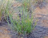 Asperula diminuta