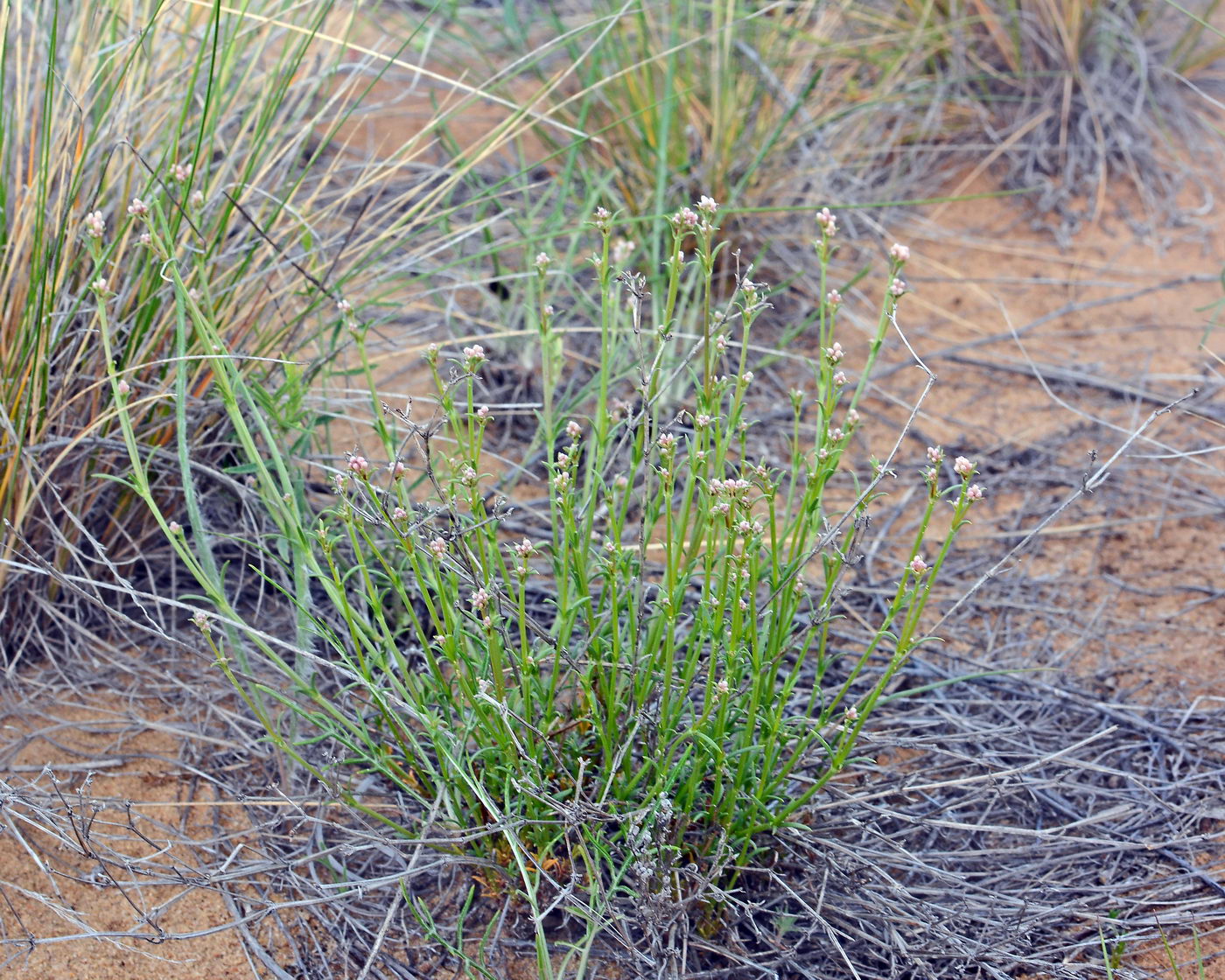 Image of Asperula diminuta specimen.