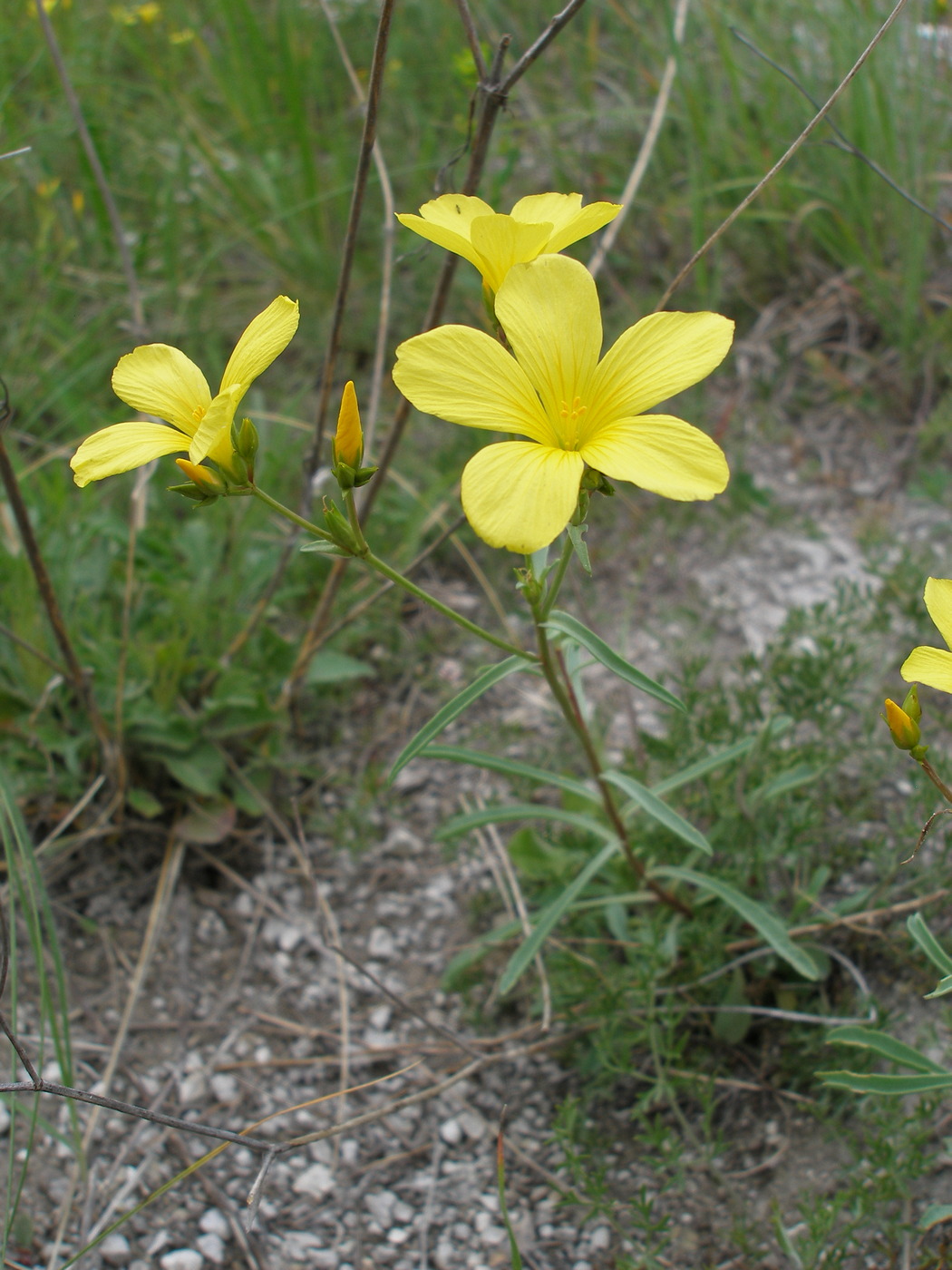 Изображение особи Linum ucranicum.