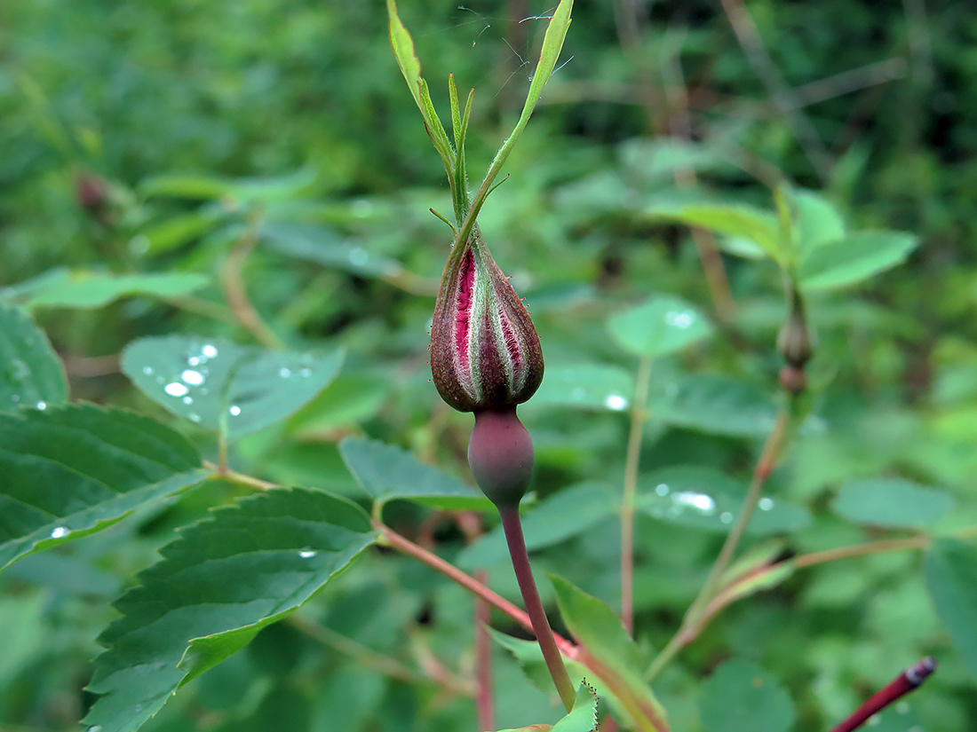 Image of genus Rosa specimen.