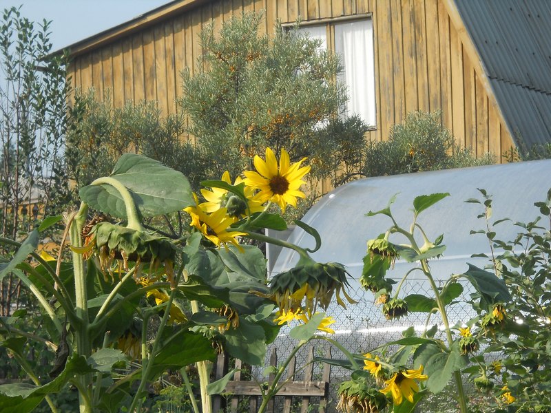 Image of Helianthus annuus specimen.