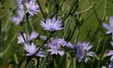 Cichorium intybus