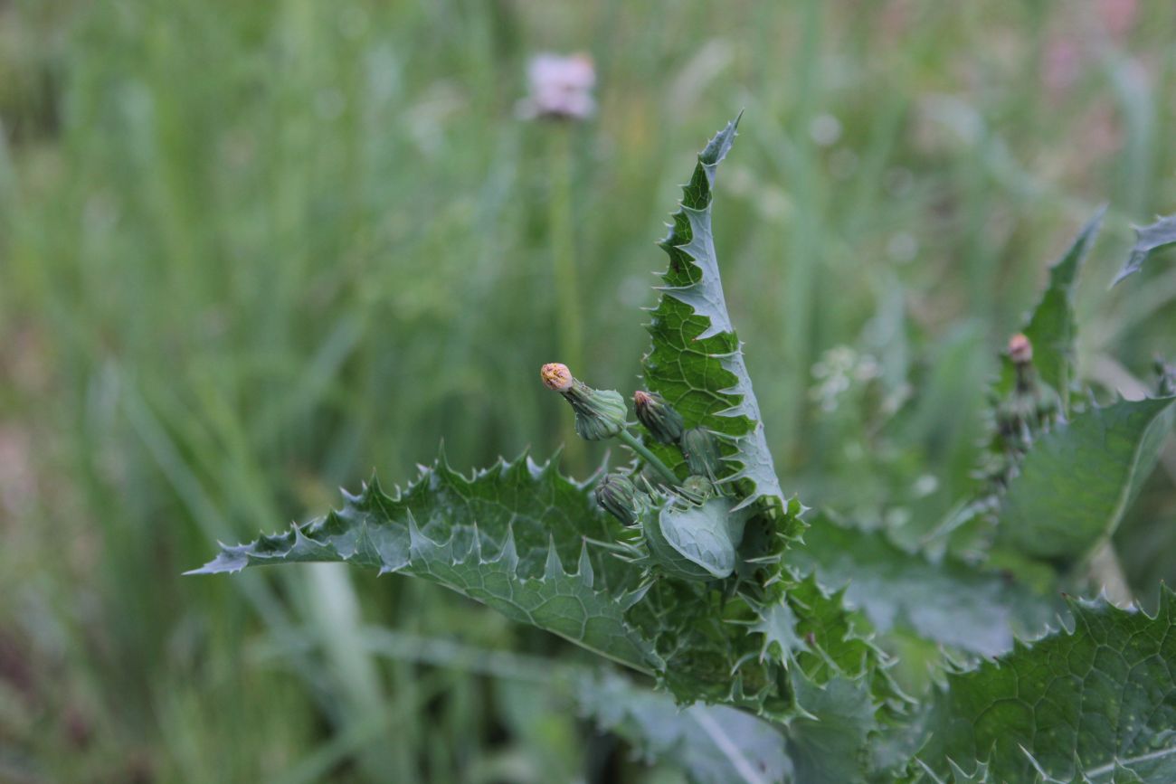 Изображение особи Sonchus asper.