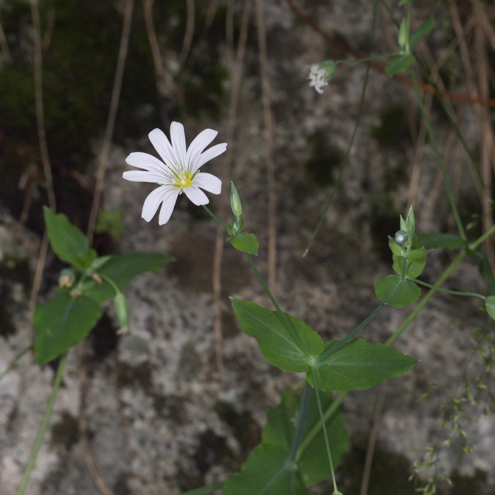 Image of Cerastium davuricum specimen.