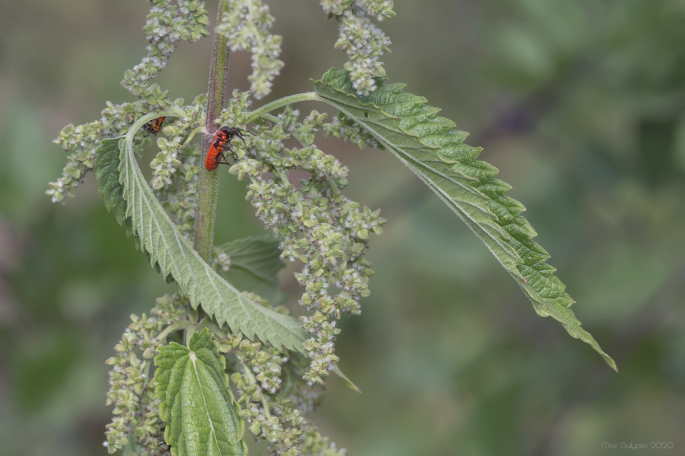 Image of Urtica dioica specimen.