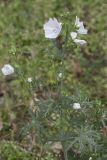 Malva moschata