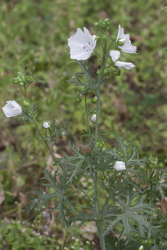 Image of Malva moschata specimen.