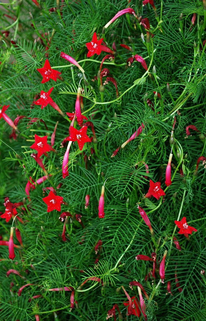 Image of Ipomoea quamoclit specimen.