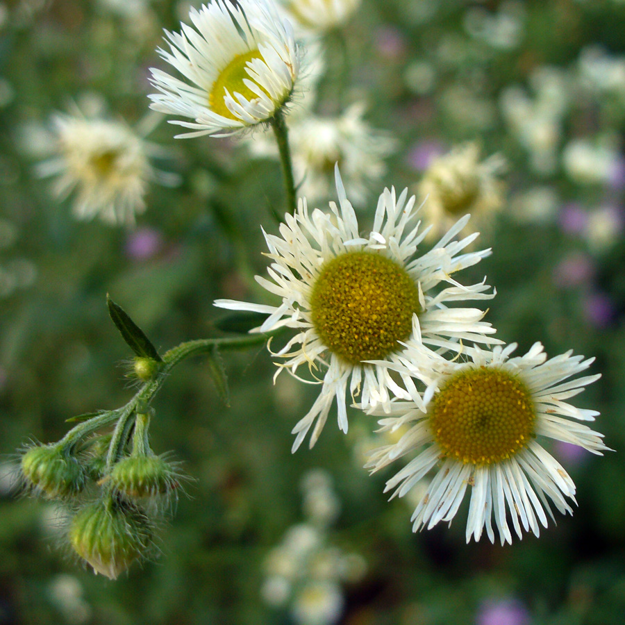 Изображение особи Erigeron strigosus.