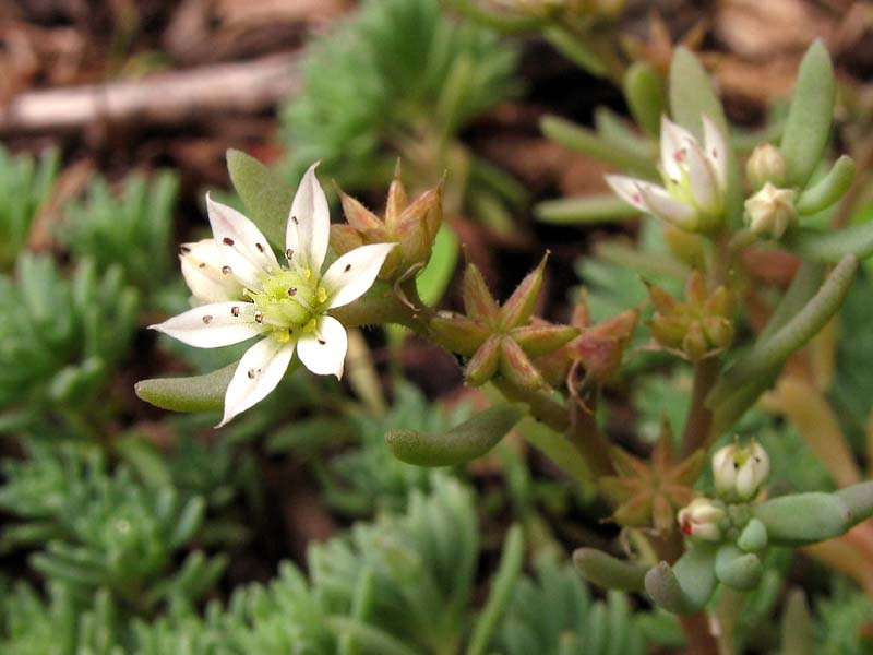 Image of genus Sedum specimen.