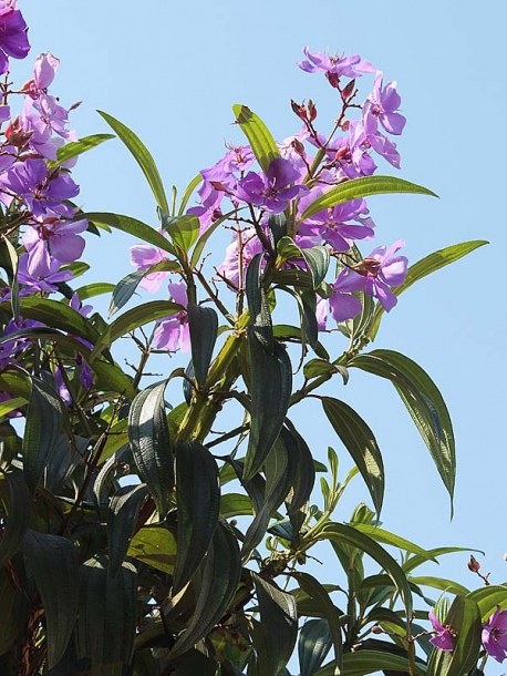 Image of genus Melastoma specimen.