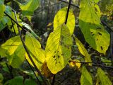 Frangula alnus