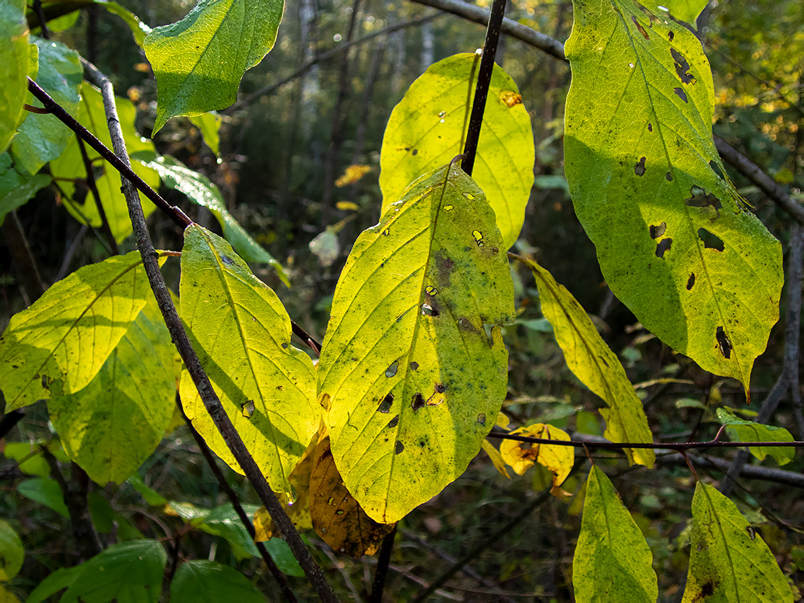 Изображение особи Frangula alnus.