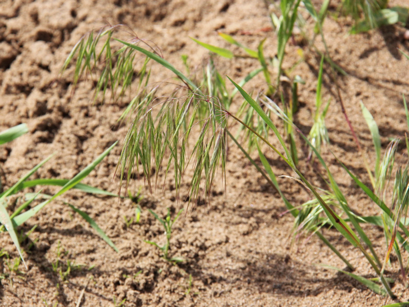 Изображение особи Anisantha tectorum.