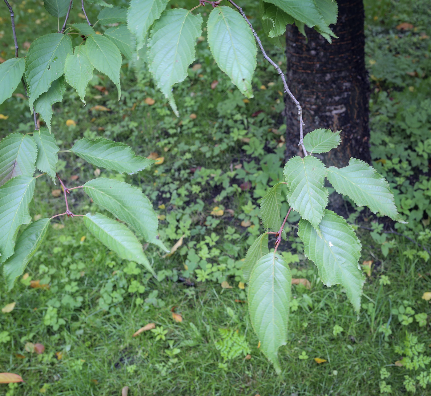 Image of Betula lenta specimen.