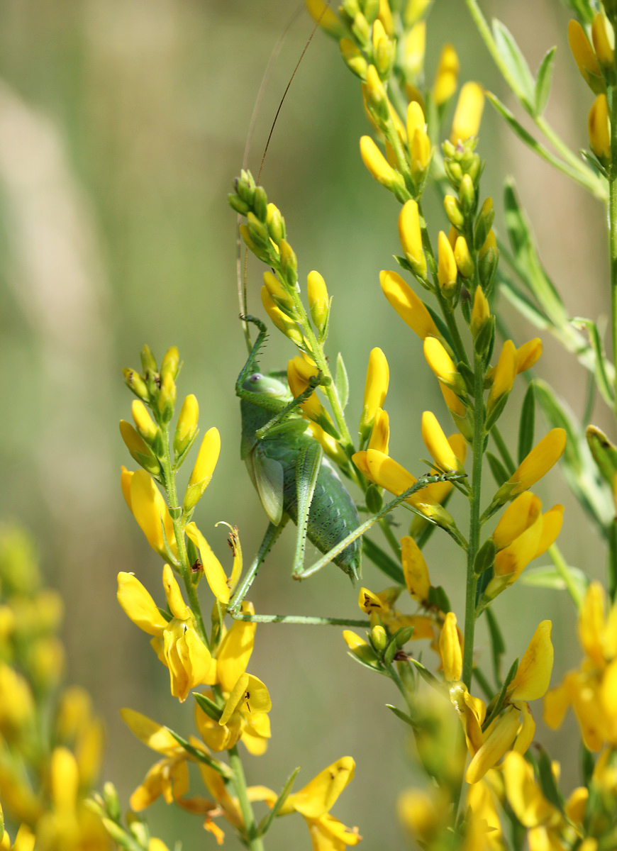 Изображение особи Genista tinctoria.