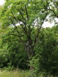 Phellodendron amurense