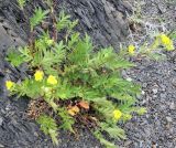 Potentilla acervata