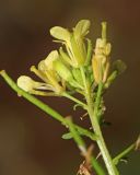 Image of taxon representative. Author is Вера Волкотруб