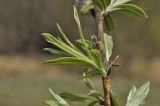 Salix schwerinii