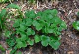 Hepatica nobilis