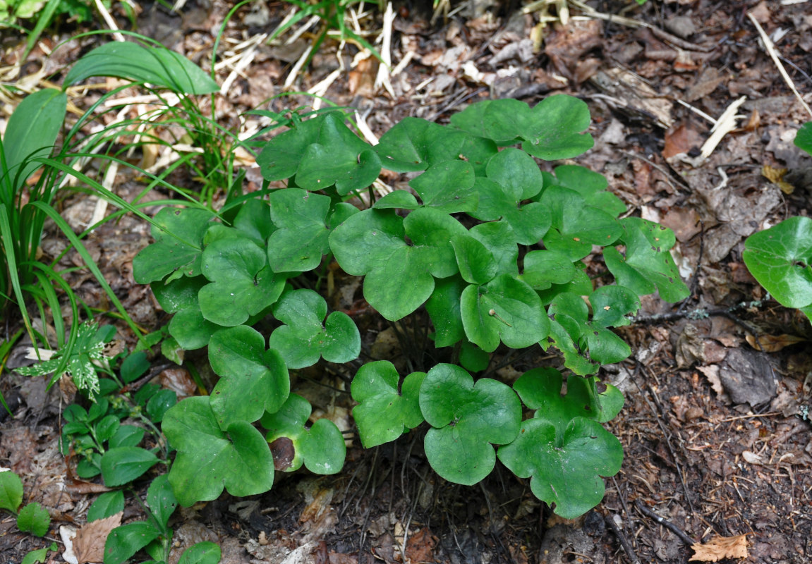 Image of Hepatica nobilis specimen.