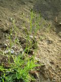 Youngia tenuifolia. Бутонирующее растение. Красноярский край, Эвенкийский р-н, государственный природный заповедник \"Тунгусский\", подножье щебнисто-песчаной осыпи. 06.07.2013.