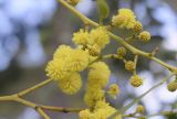 Acacia pycnantha