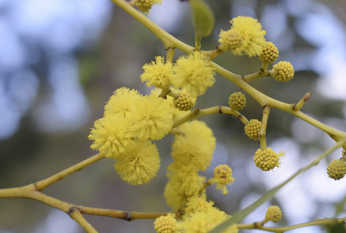 Image of Acacia pycnantha specimen.