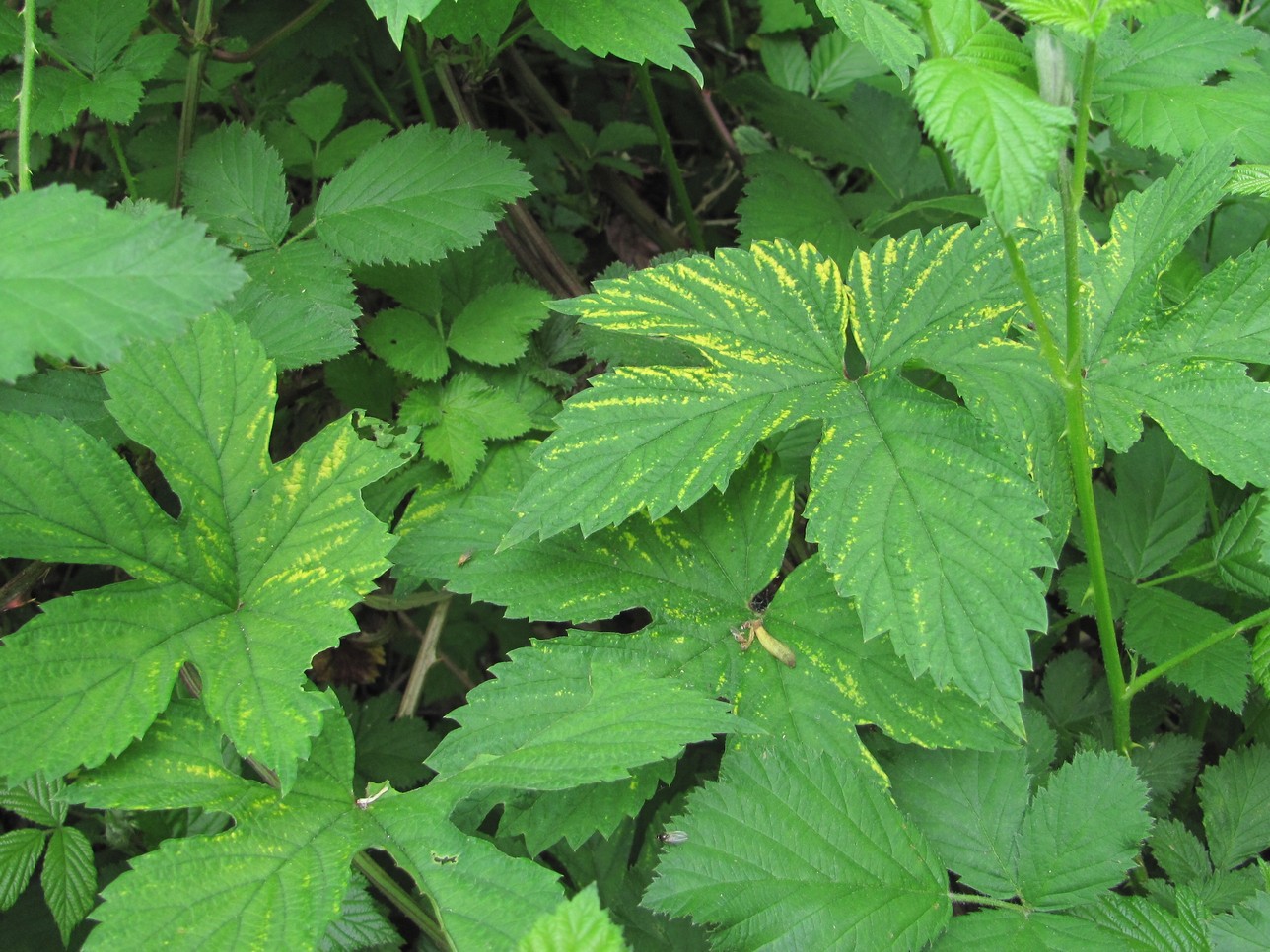 Image of Humulus lupulus specimen.