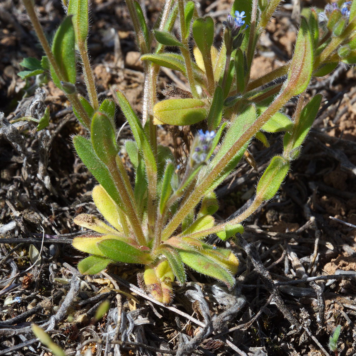 Image of Myosotis micrantha specimen.