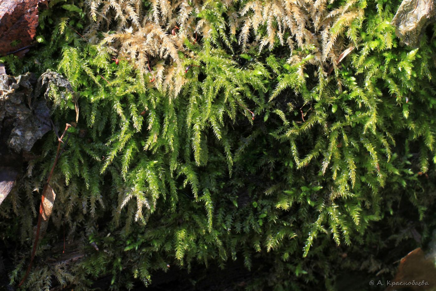 Image of division Bryophyta specimen.