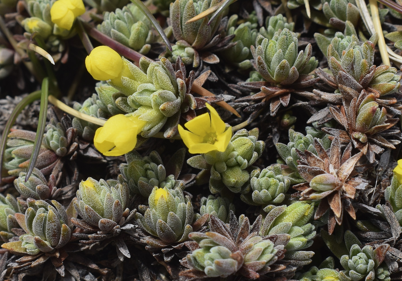 Image of Androsace vitaliana ssp. cinerea specimen.