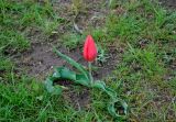 Tulipa suaveolens
