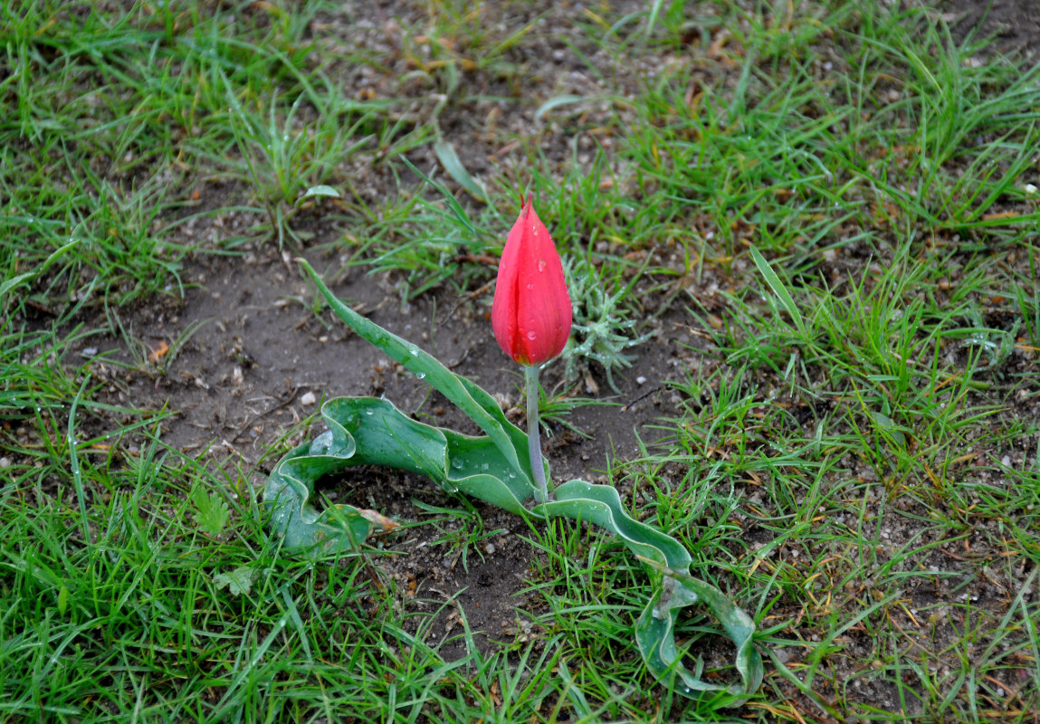 Image of Tulipa suaveolens specimen.