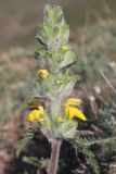 Phlomoides ambigua