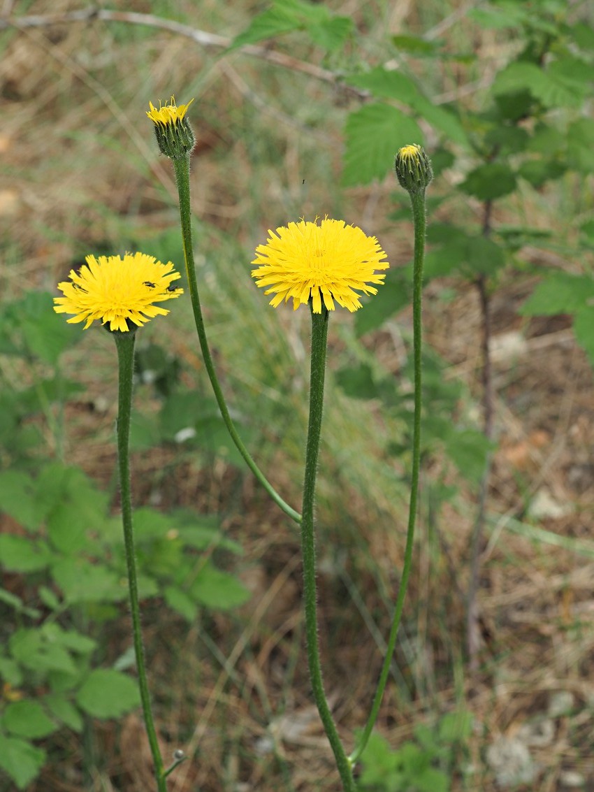 Изображение особи Trommsdorffia maculata.