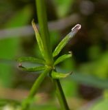 Galium tenuissimum